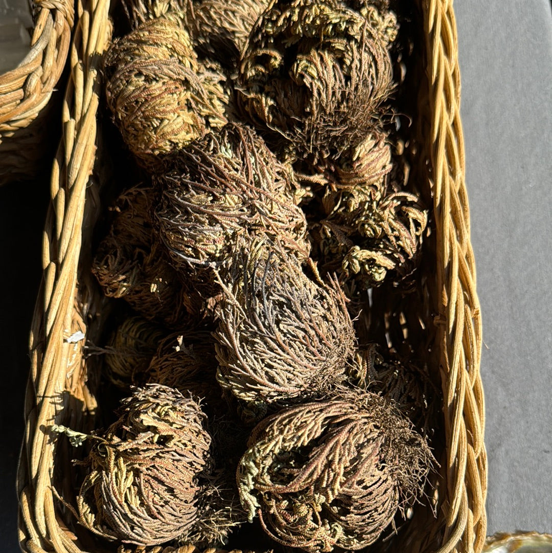 Rose of Jericho