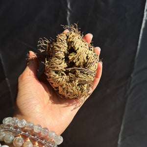 Rose of Jericho